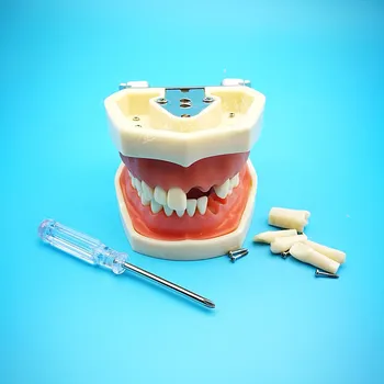 Fogat modell szóbeli tanítás modell gyanta fogak gyakorlat előkészítése teljes szája lágy íny levehető modell