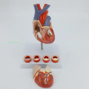 Hiteles emberi szív anatómiai modell digitális száma mark 2X szív modell thrombus tanítás berendezések